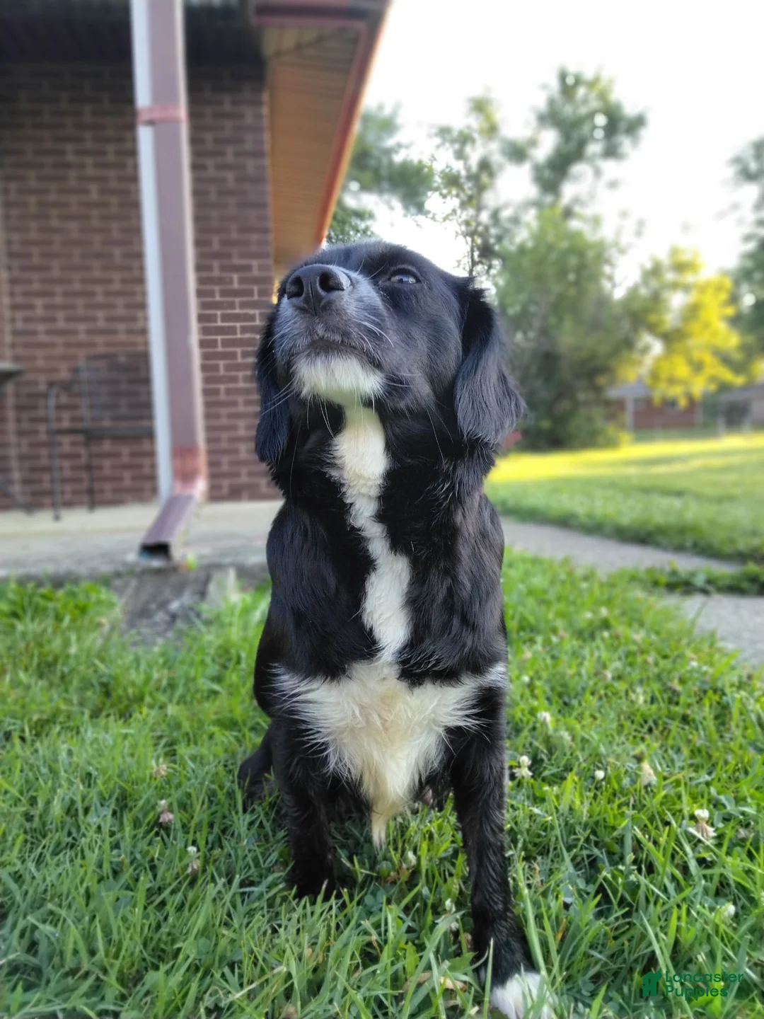 Mixed Breed dogs for sale: Second largest White & Black Puppy - Ad 2