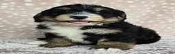 Mini Bernedoodle dogs for sale: Mini Willow - Ad 24