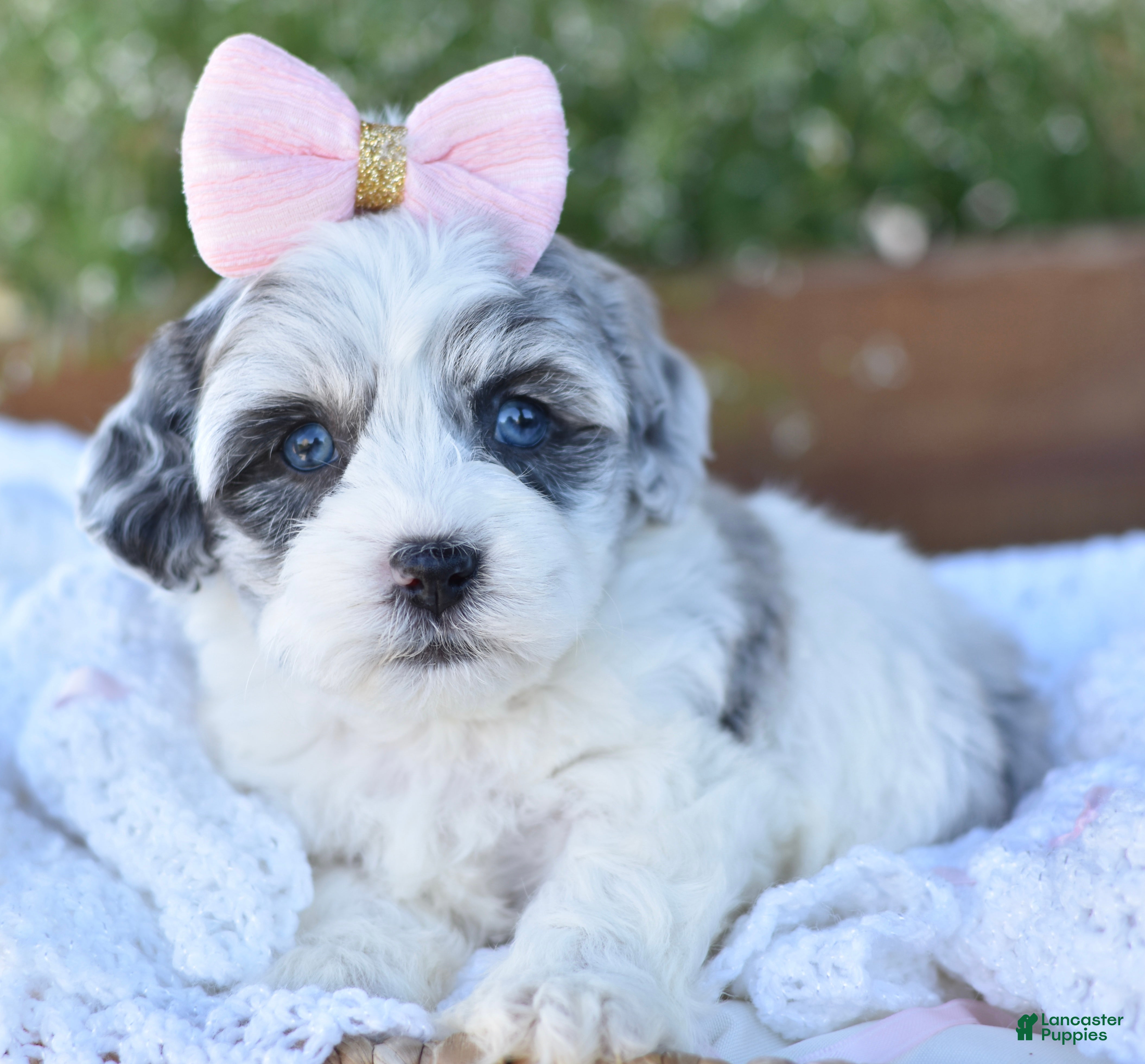 Mixed Breed dogs Dream - Ad 35