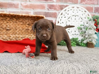 Labrador Retriever dogs Liberty - Ad 25