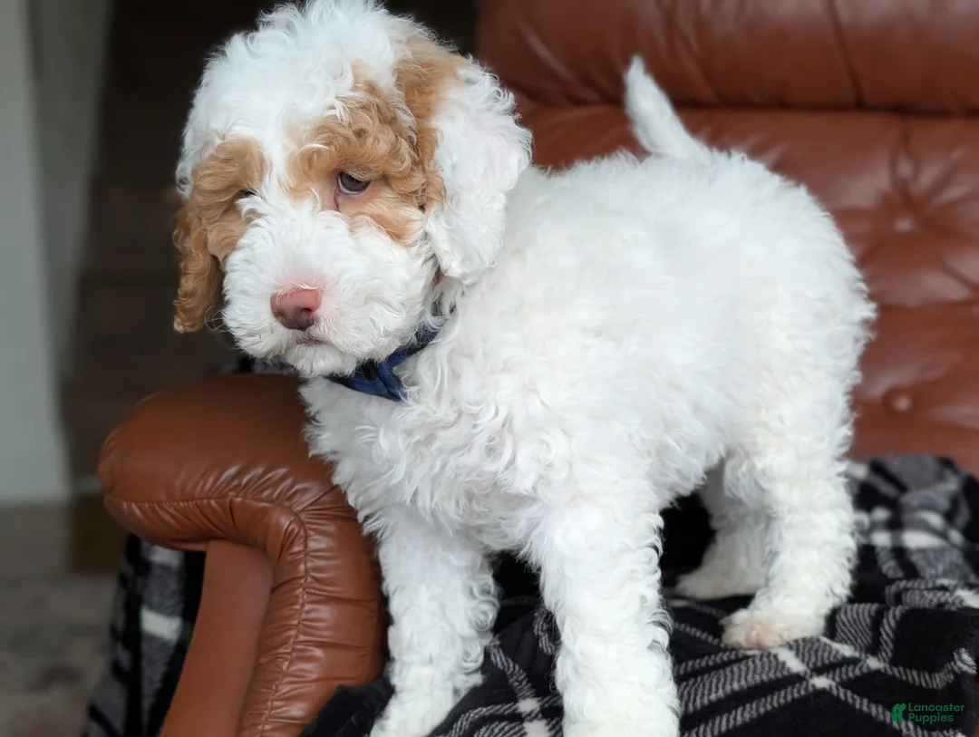 Mini Goldendoodle dogs for sale: Patches - Ad 2