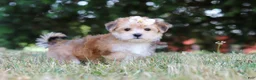 Morkie dogs for sale: Jana - Ad 4