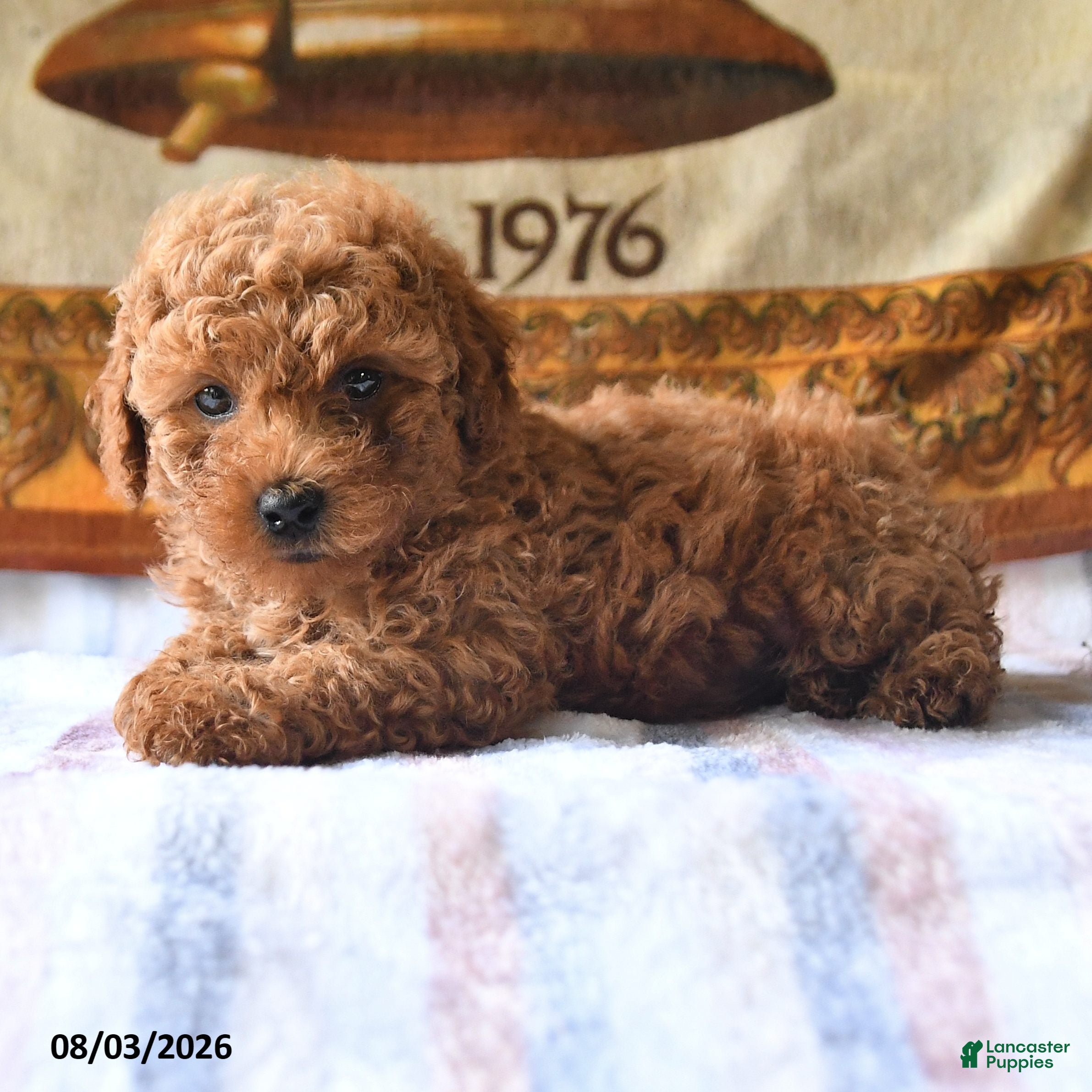 Toy Poodle dogs Austin - Ad 2