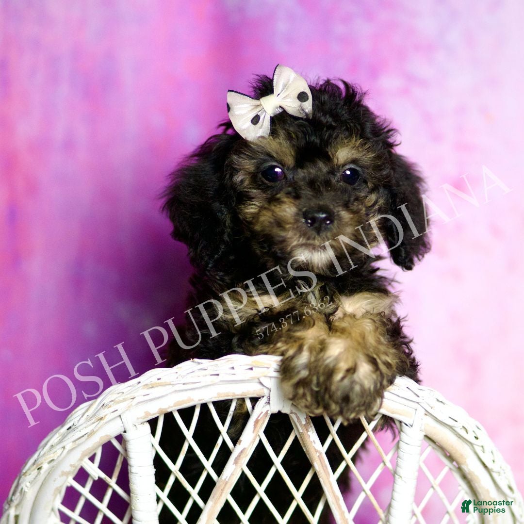 Standard Poodle dogs Taco - Ad 27