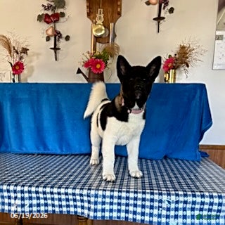 Akita dogs Kayla - Ad 2