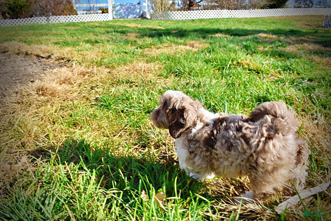 Havapoo dogs for sale: Olivia - Ad 16