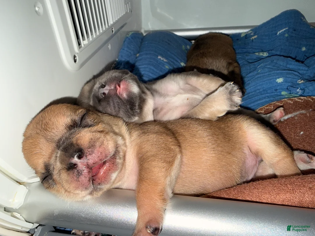 French Bulldog dogs for sale: French Bulldog Puppy 1 - Ad 8