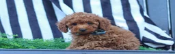 Miniature Poodle dogs for sale: Greyson - Ad 2
