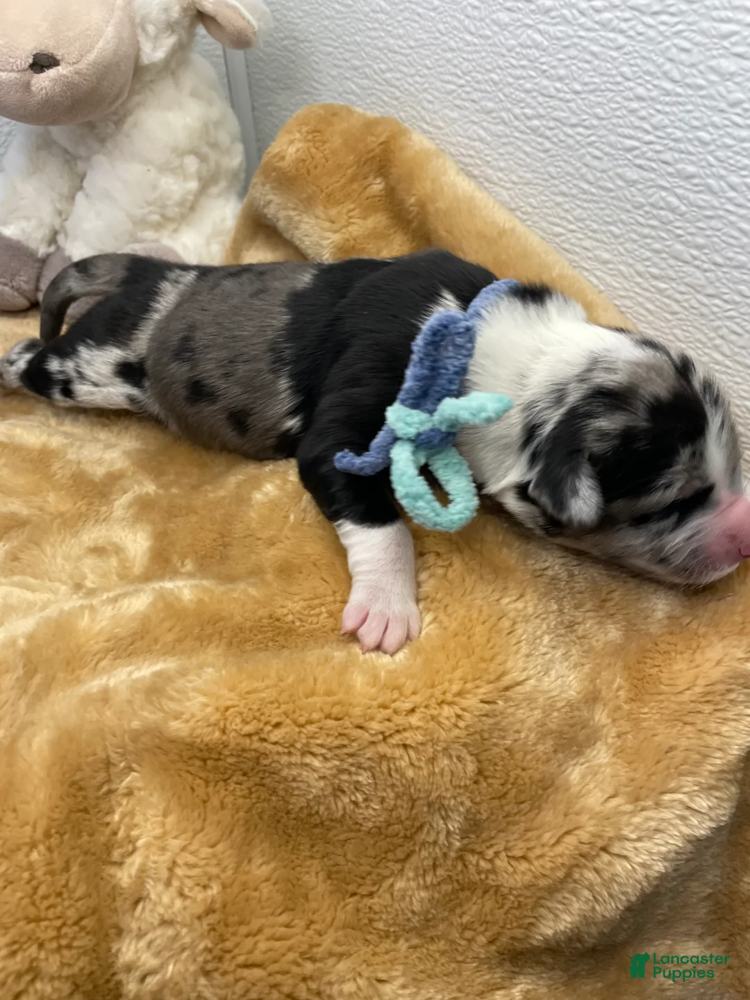 Australian Shepherd dogs for sale: Ellie - Ad 3