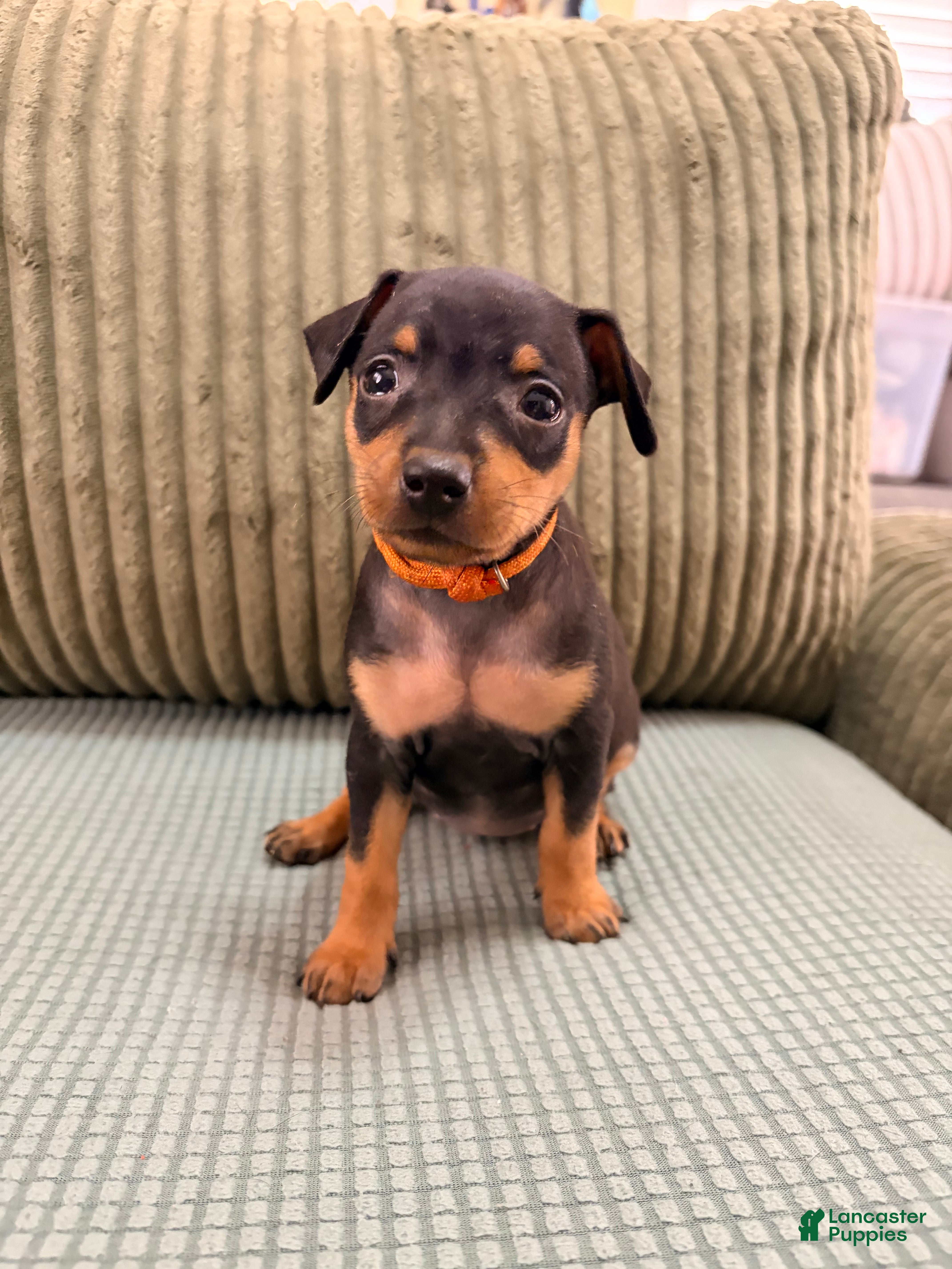 Miniature Pinscher dogs Lucy - Ad 6