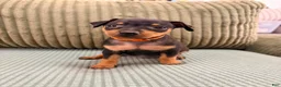 Miniature Pinscher dogs for sale: Lucy - Ad 1