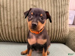 Miniature Pinscher dogs Lucy - Ad 6
