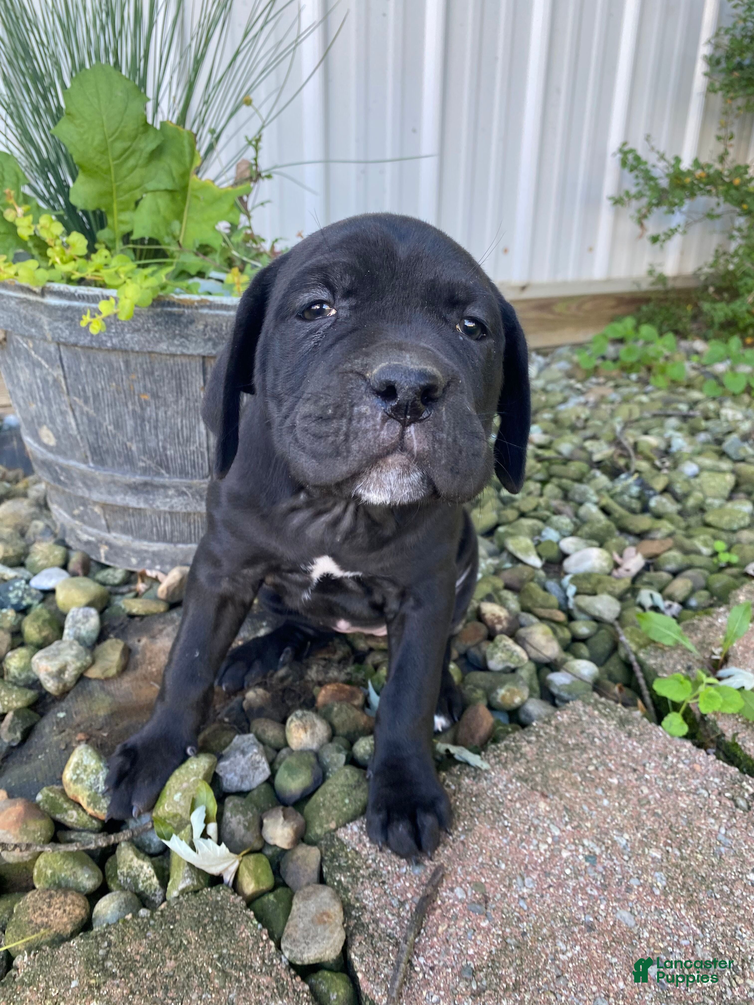 Cane Corso dogs Jennifer - Ad 2