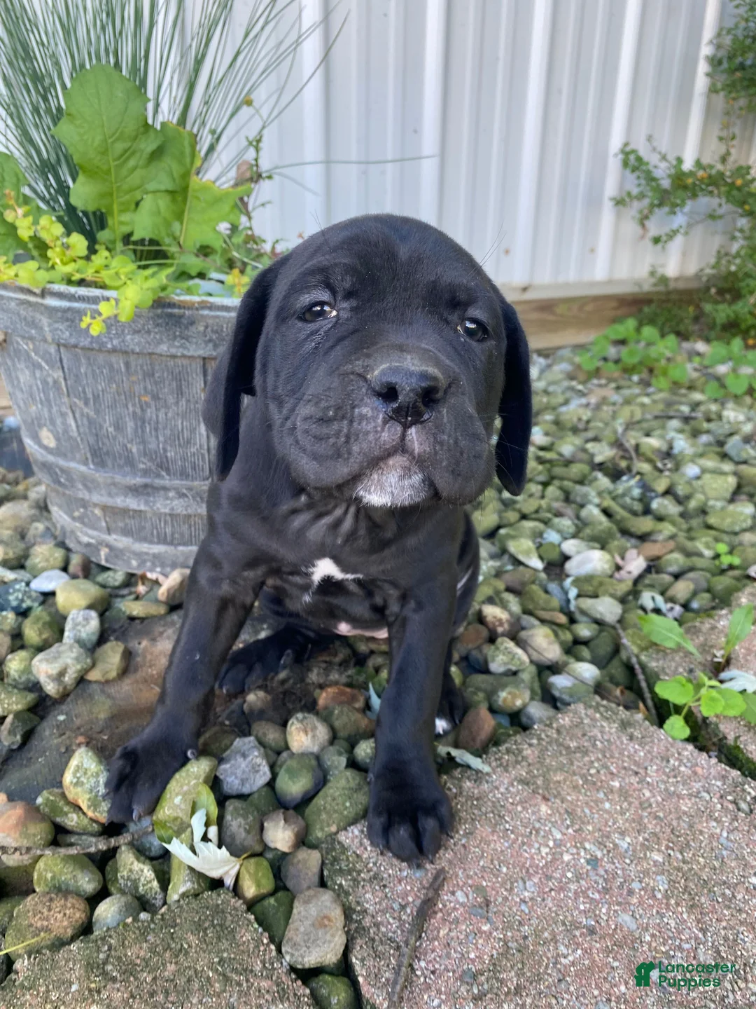 Cane Corso dogs for sale: Jennifer - Ad 2