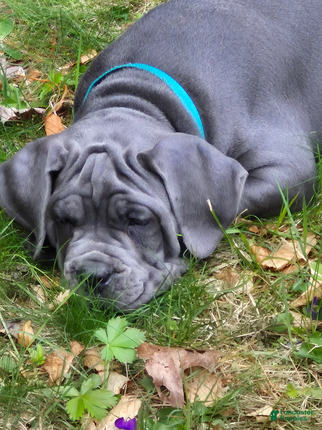 Cane Corso dogs for sale: Cane Corso Puppy 2 rebel  - Ad 1
