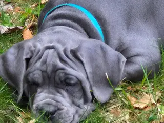 Cane Corso dogs for sale: Cane Corso Puppy 2 rebel - Ad 3