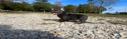 French Bulldog dogs for sale: Bloom  - Ad 15