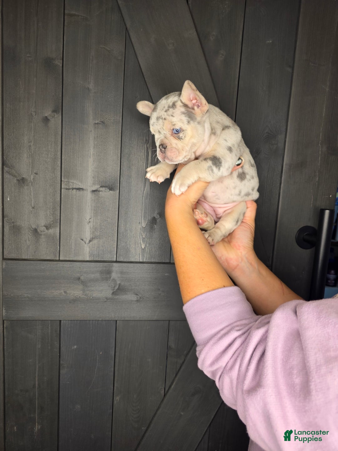 French Bulldog dogs for sale: French Bulldog Puppy 8 - Ad 8