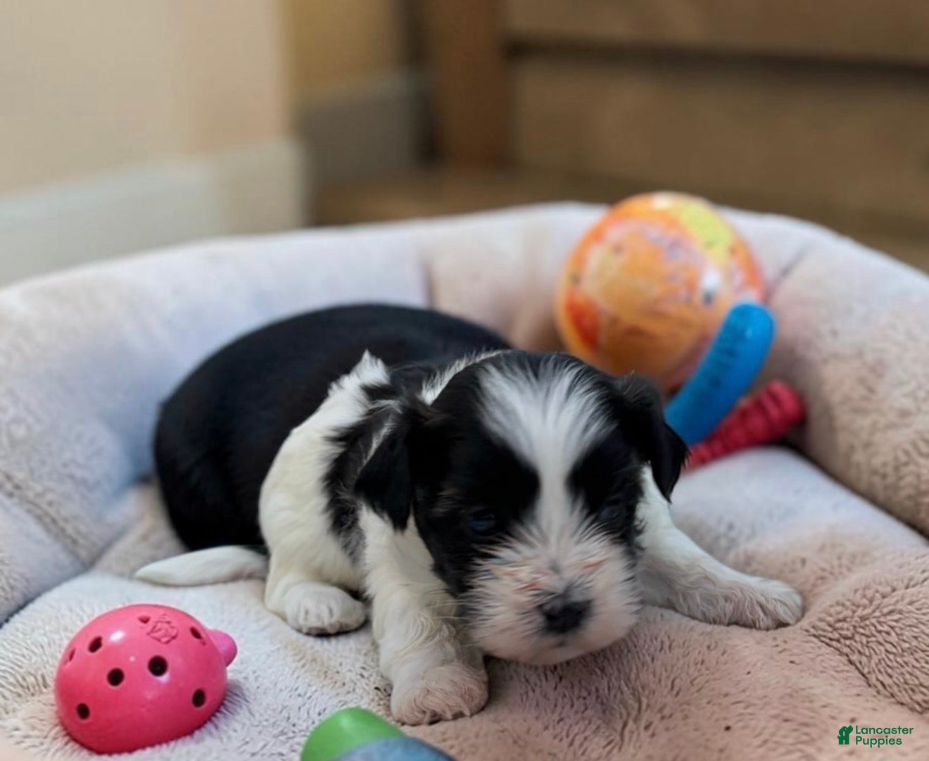 Teddy Bear dogs Micky Mouse  - Ad 2