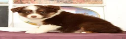Miniature Australian Shepherd dogs for sale: Shelly - Ad 3