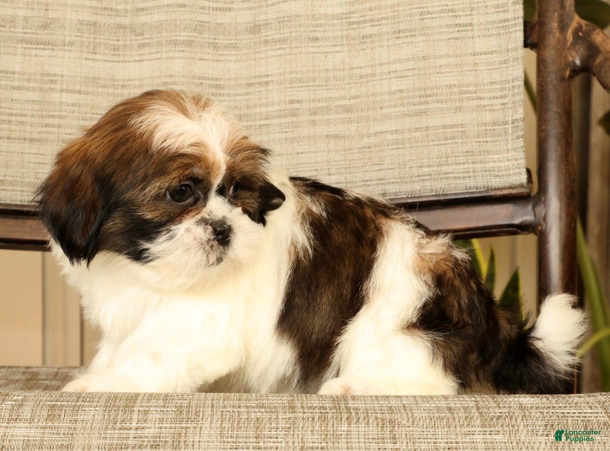 Malshi dogs for sale: Macey - Ad 8