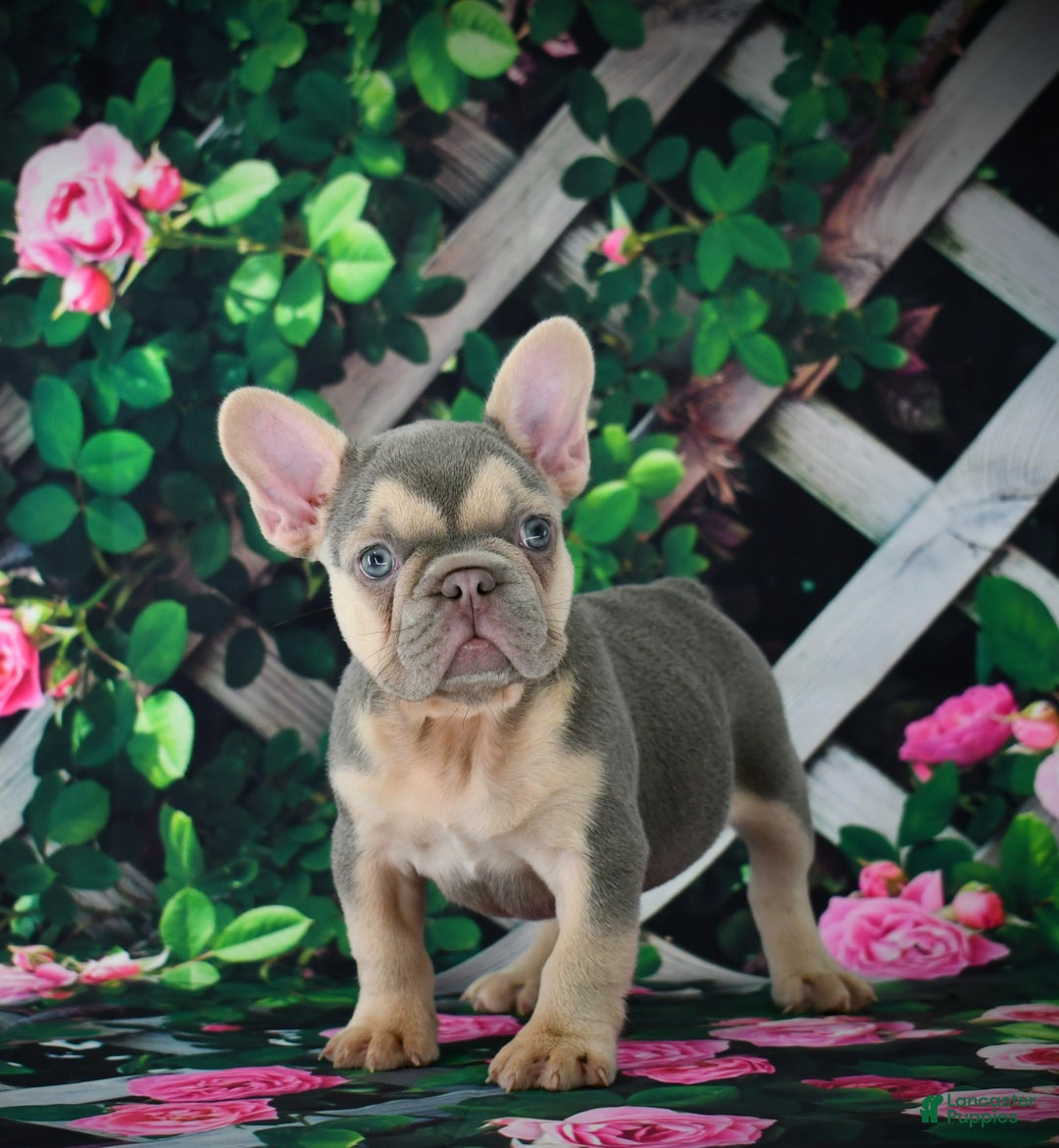 French Bulldog dogs for sale: Louie - Ad 2