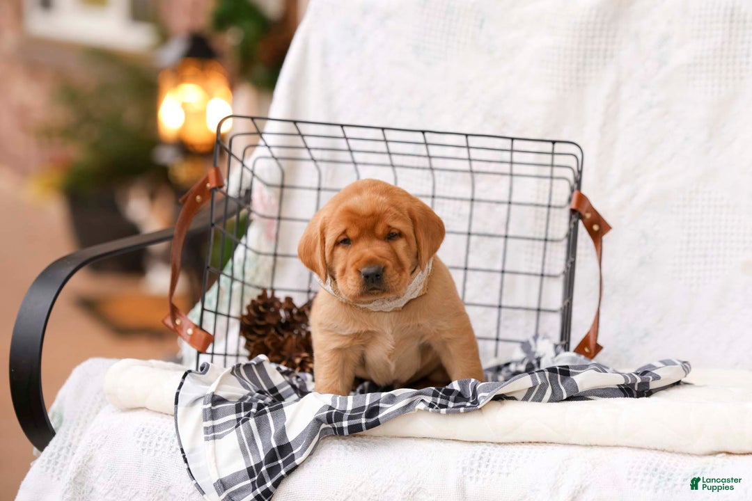 Labrador Retriever dogs for sale: Natalie - Ad 2