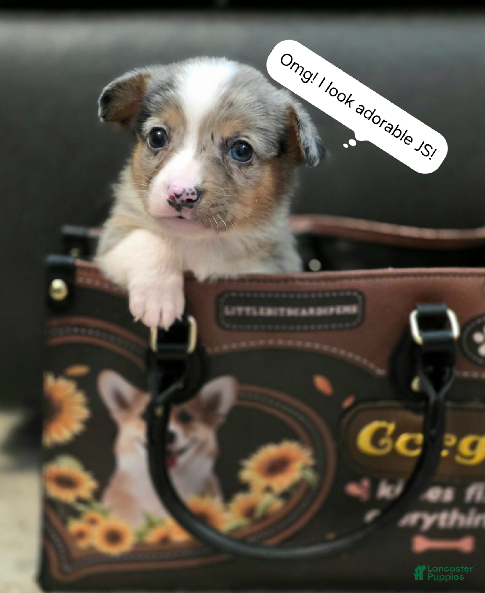 Mixed Breed dogs Sully - Ad 26