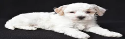 Maltipoo dogs for sale: Gibson - Ad 4