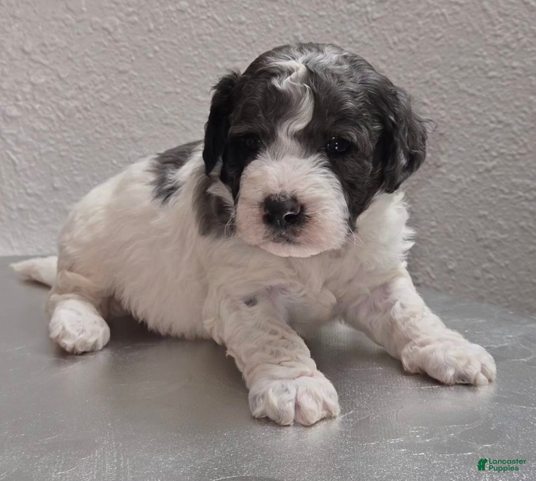 Mini Goldendoodle dogs for sale: Smokey - Ad 3