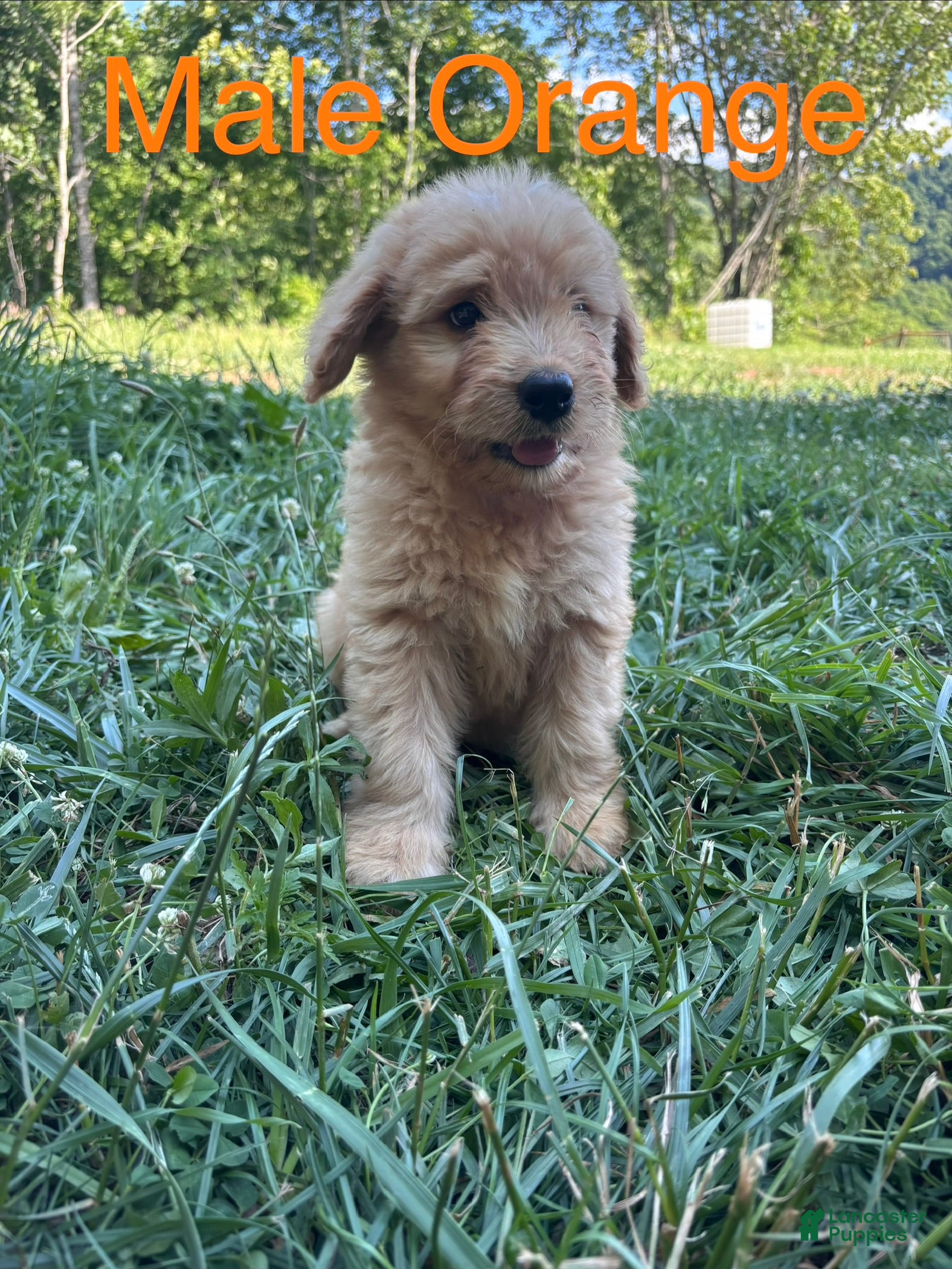 Bernedoodle dogs Bernedoodle Puppy 2 - Ad 1