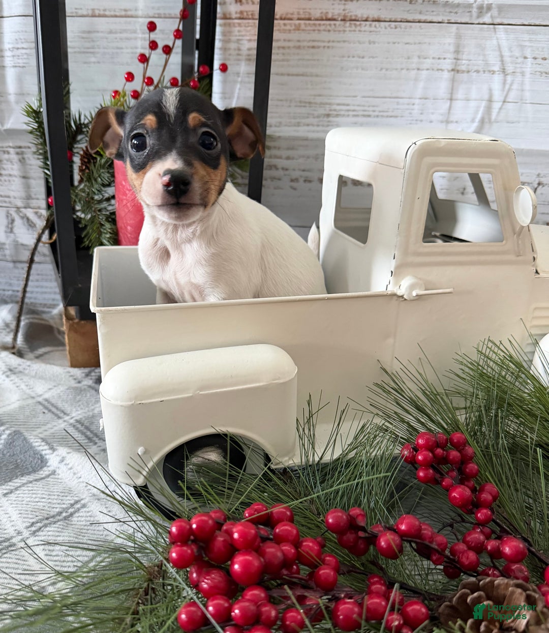 Toy Fox Terrier dogs for sale: Trooper - Ad 4
