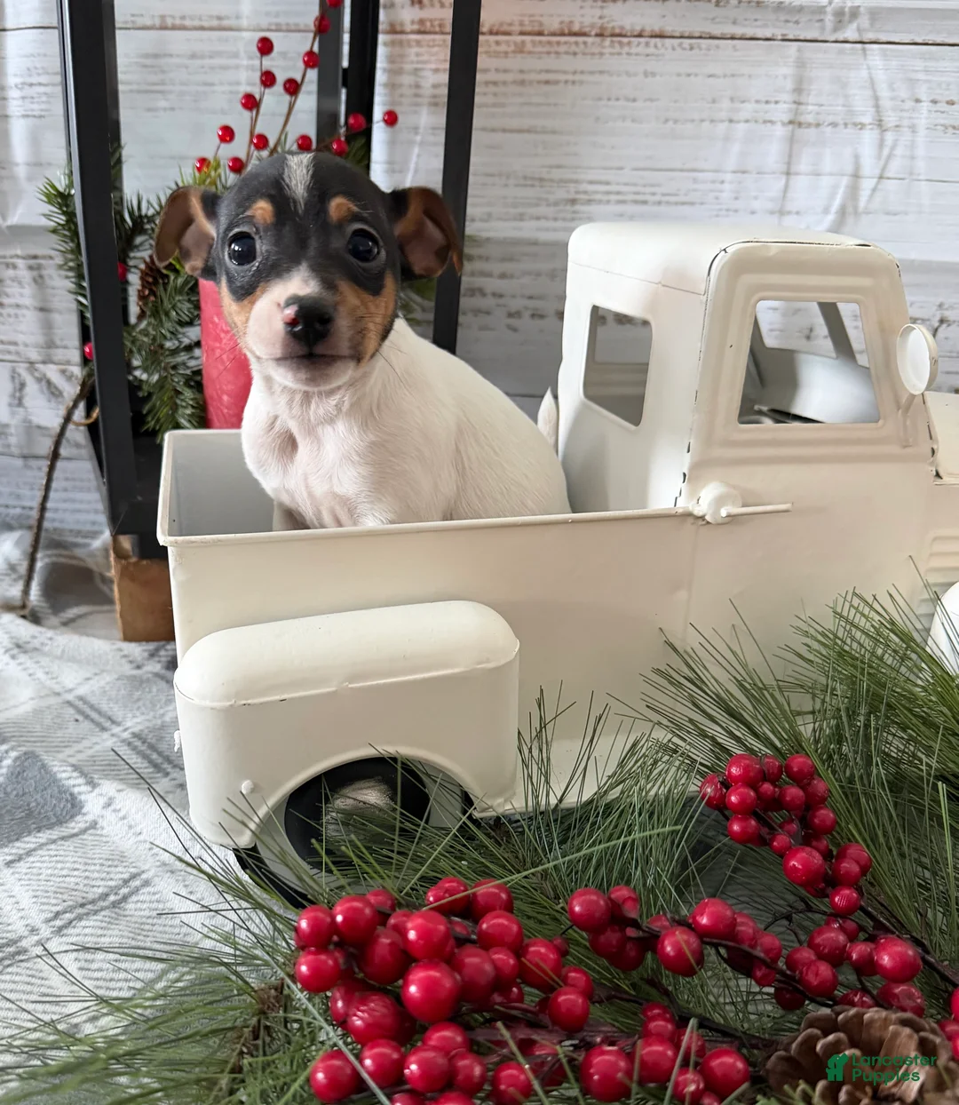 Toy Fox Terrier dogs for sale: Trooper - Ad 4