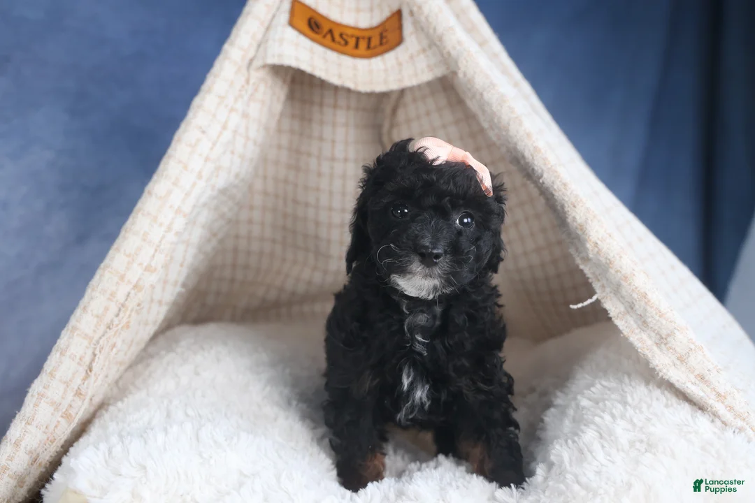 Miniature Poodle dogs for sale: Regan - Ad 8