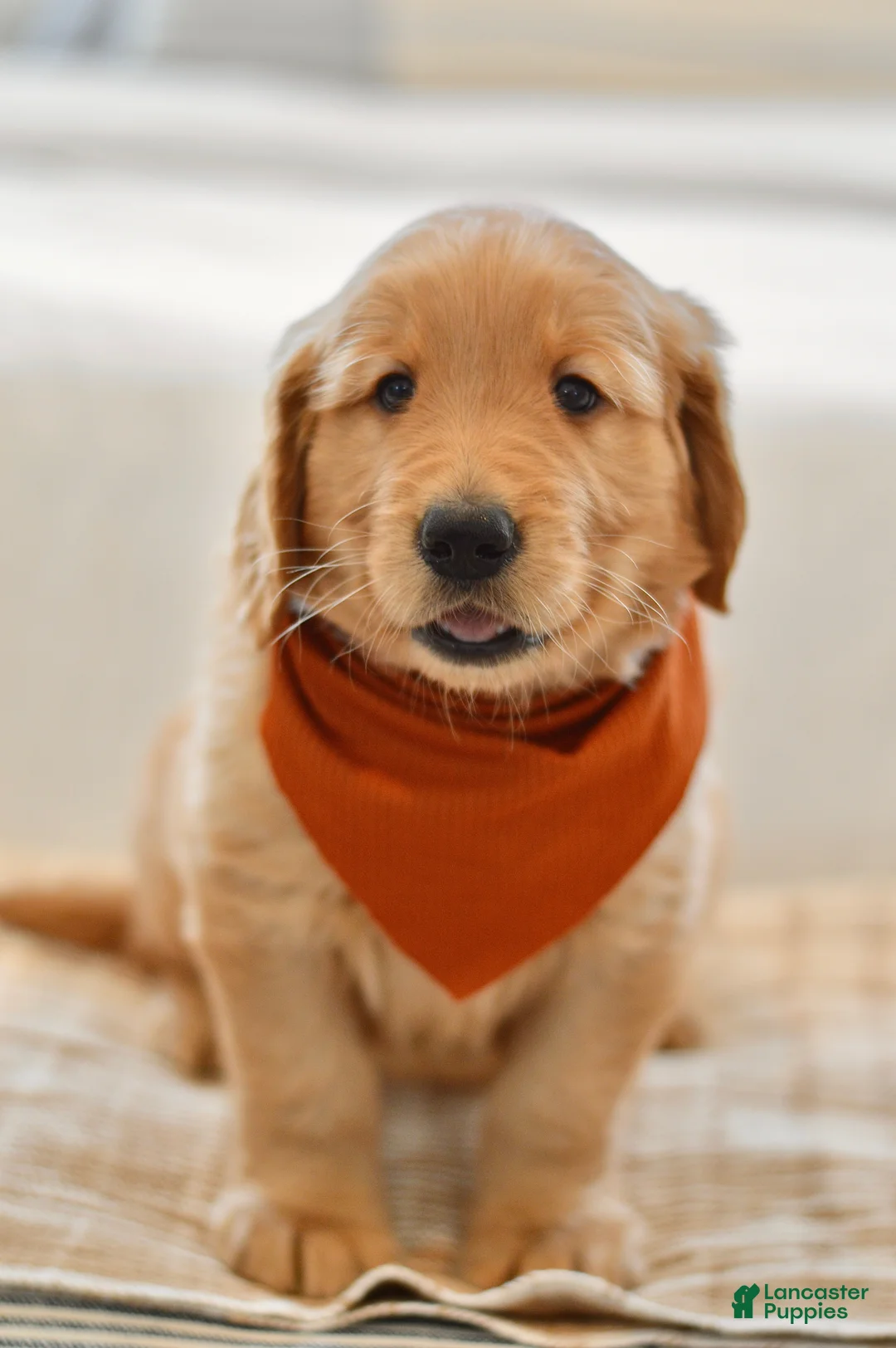 Golden Retriever dogs for sale: Curly - Ad 2
