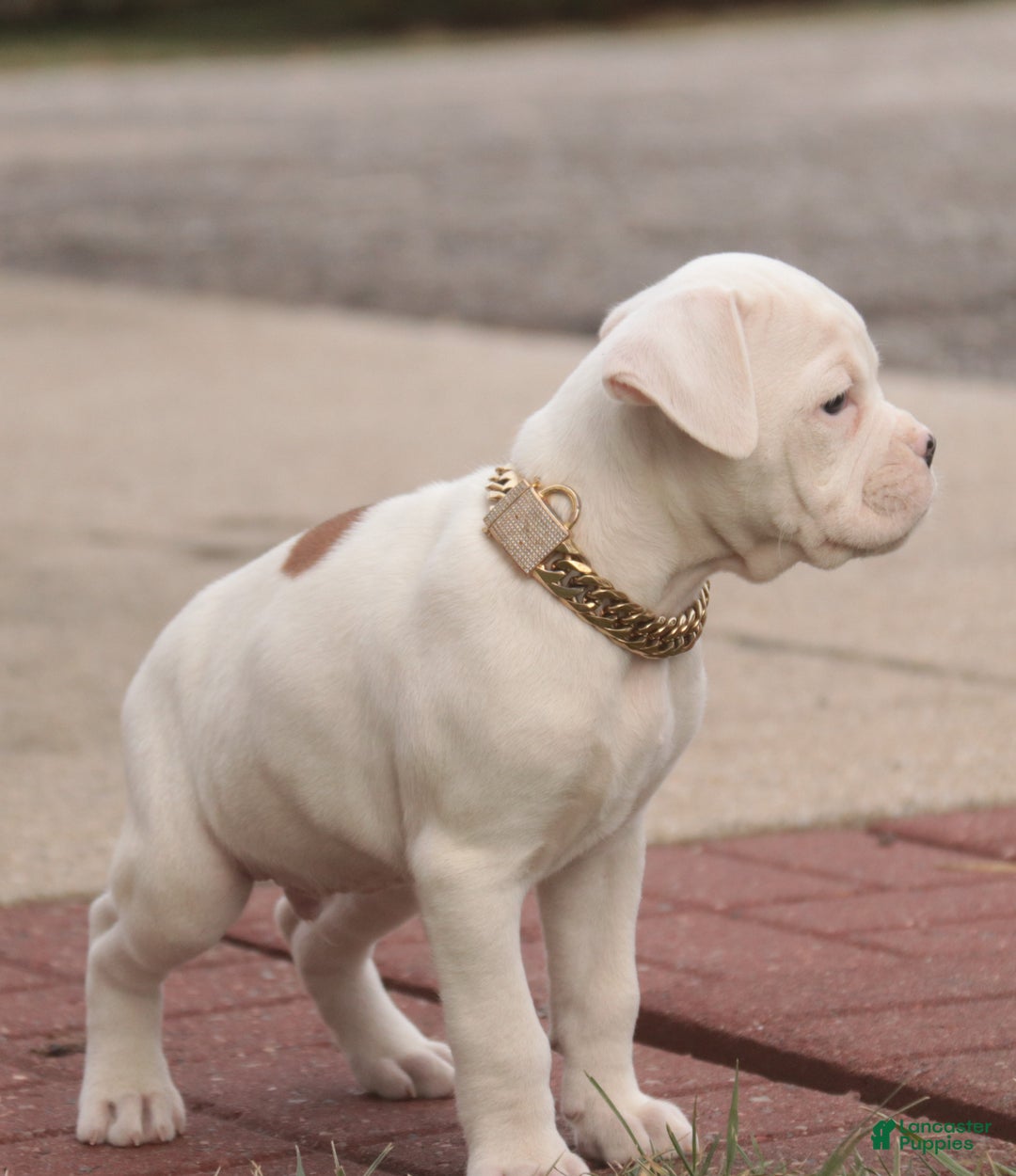 Boxer dogs for sale: Ezra - Ad 4