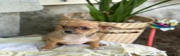 Chihuahua dogs for sale: Ristle - Ad 9