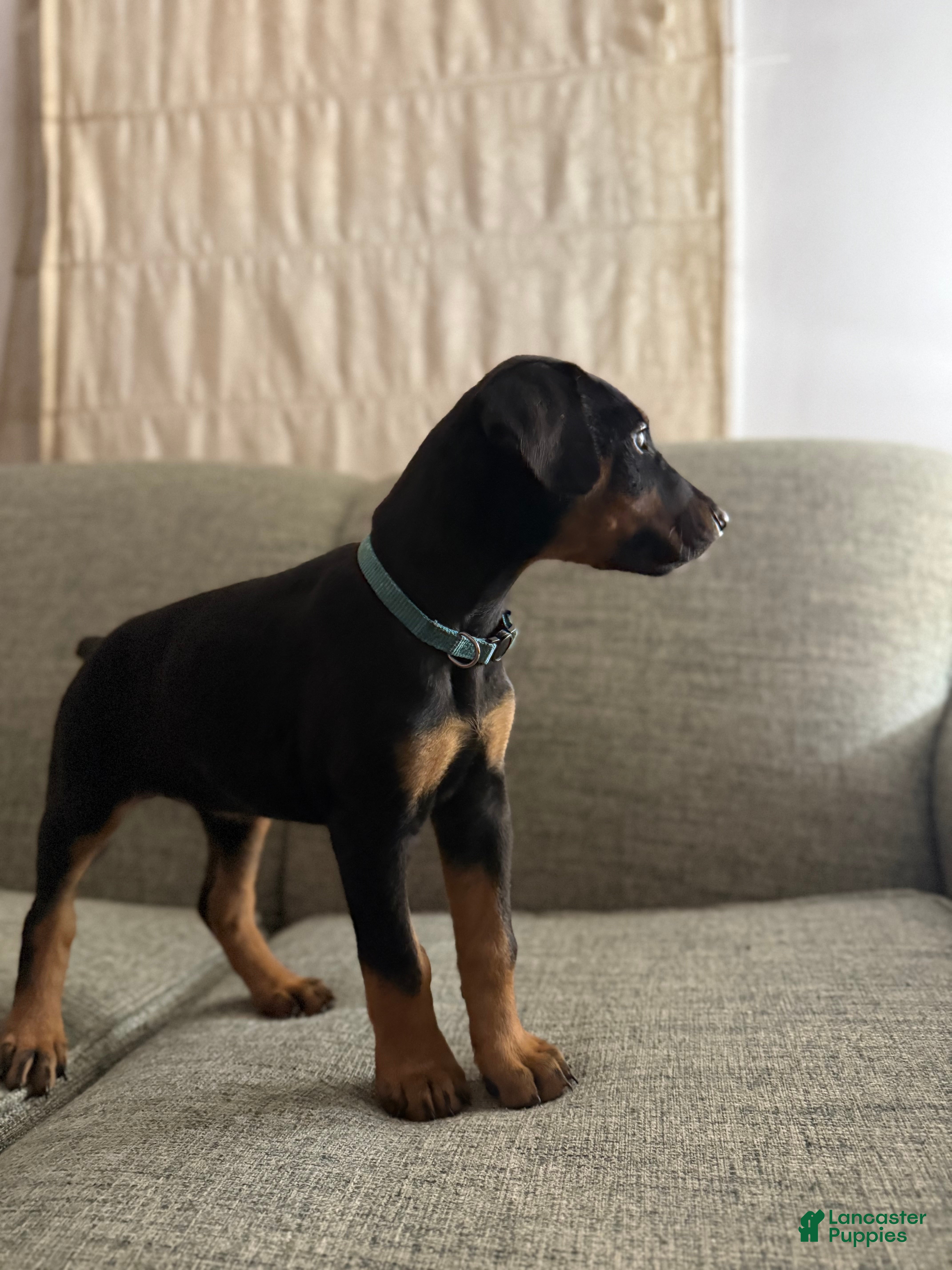 Doberman Pinscher dogs Oakleee - Ad 42