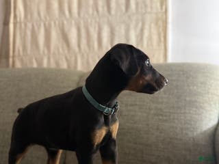 Doberman Pinscher dogs Oakleee - Ad 42