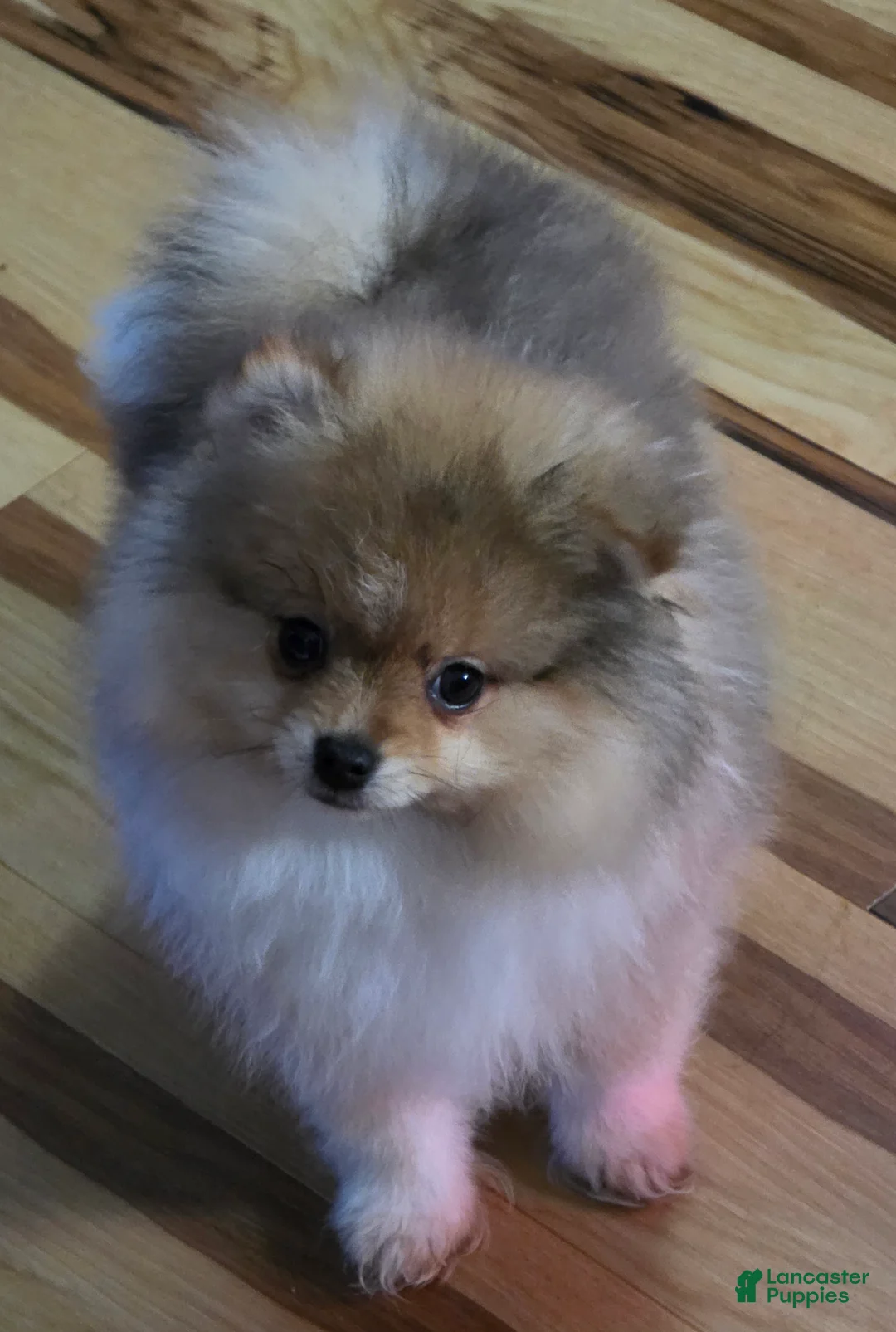 Pomeranian dogs for sale: Pomeranian Puppy 1 - Ad 2