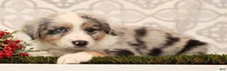 Miniature Australian Shepherd dogs for sale: Rover - Ad 5