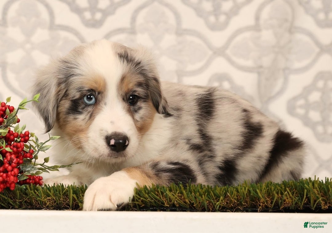 Miniature Australian Shepherd dogs for sale: Rover - Ad 5