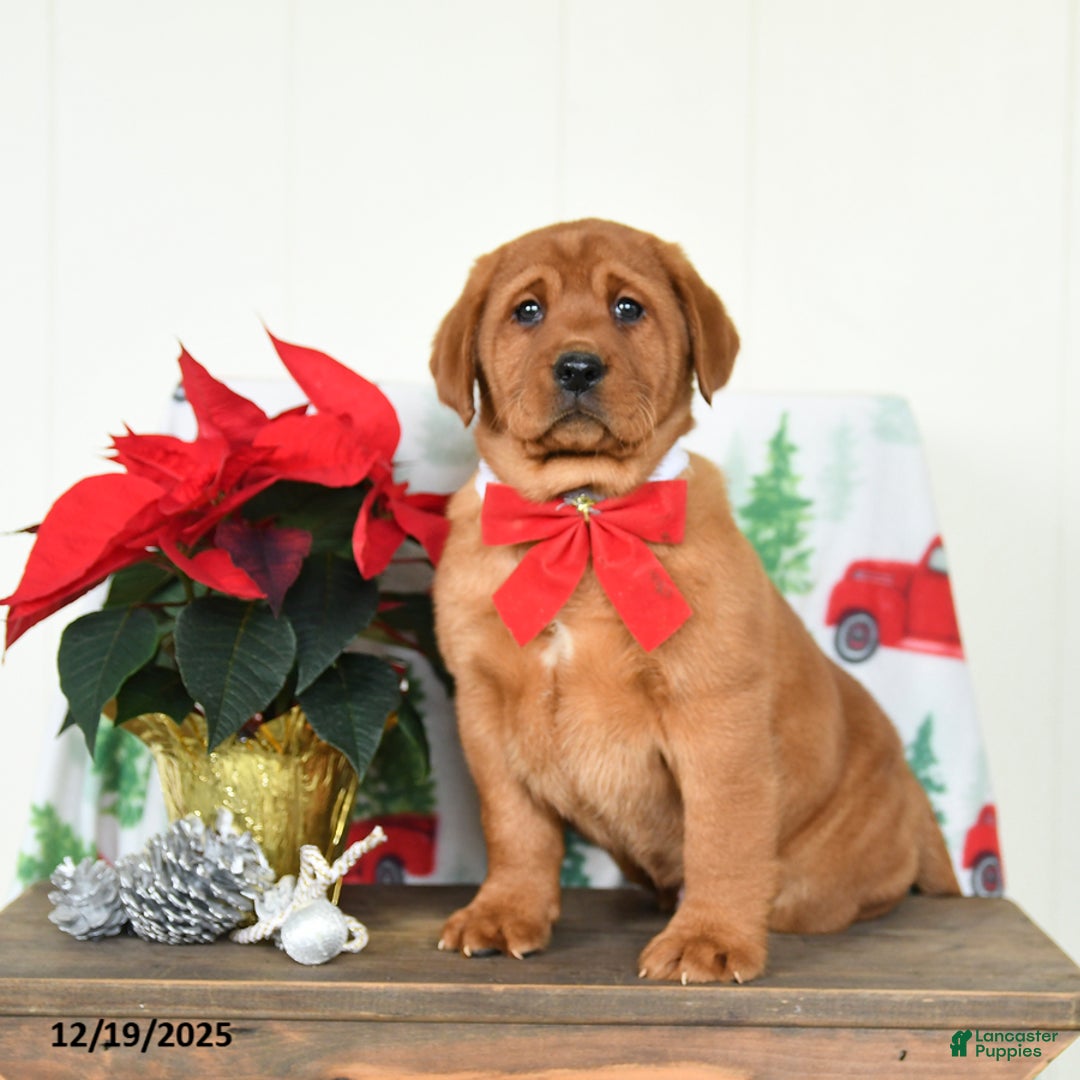 Labrador Retriever dogs for sale: Everest - Ad 3