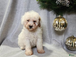 Mini Bernedoodle dogs Rudolph - Ad 18