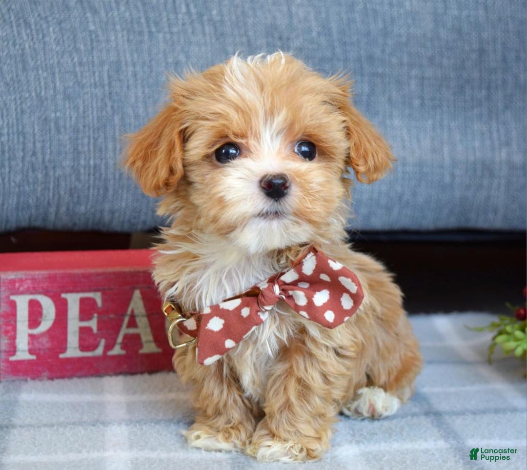 Maltipoo dogs for sale: Finn - Ad 3