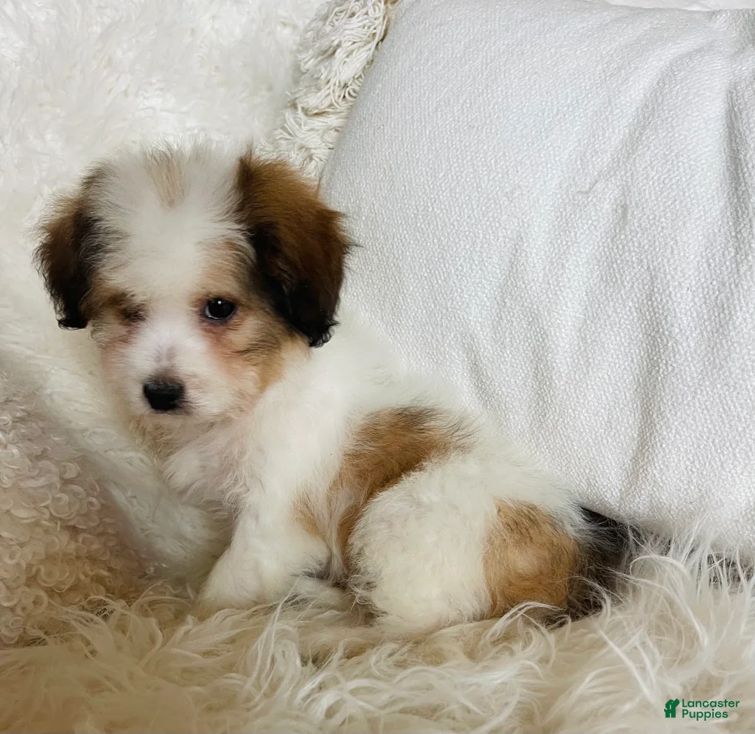 Mixed Breed dogs for sale: Chanel-SPRING BREAK SALE - Ad 2