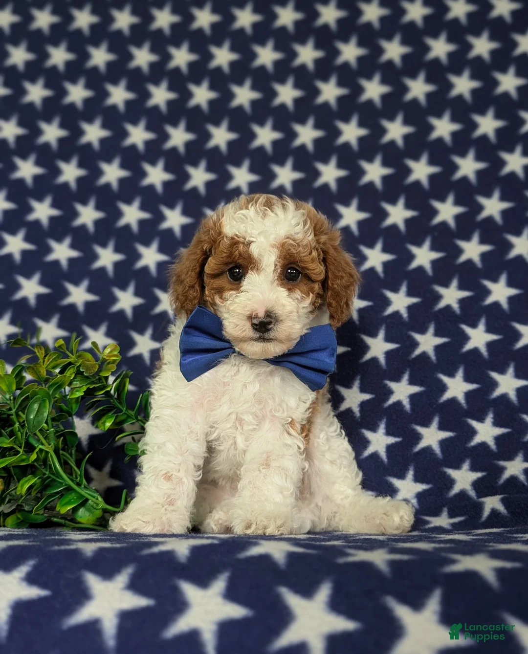 Miniature Poodle dogs for sale: Lional - Ad 2
