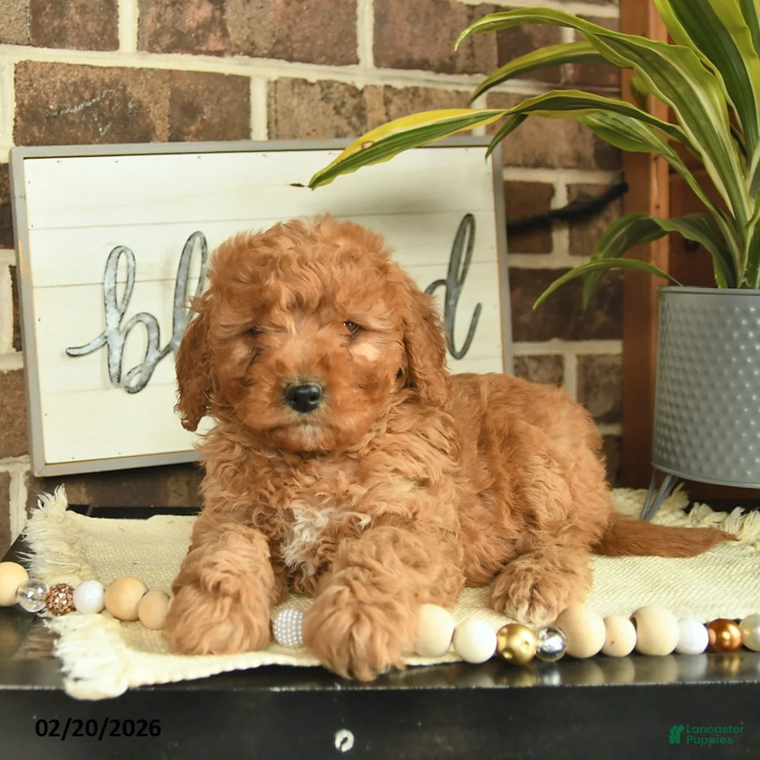 Mixed Breed dogs for sale: Olive  - Ad 2