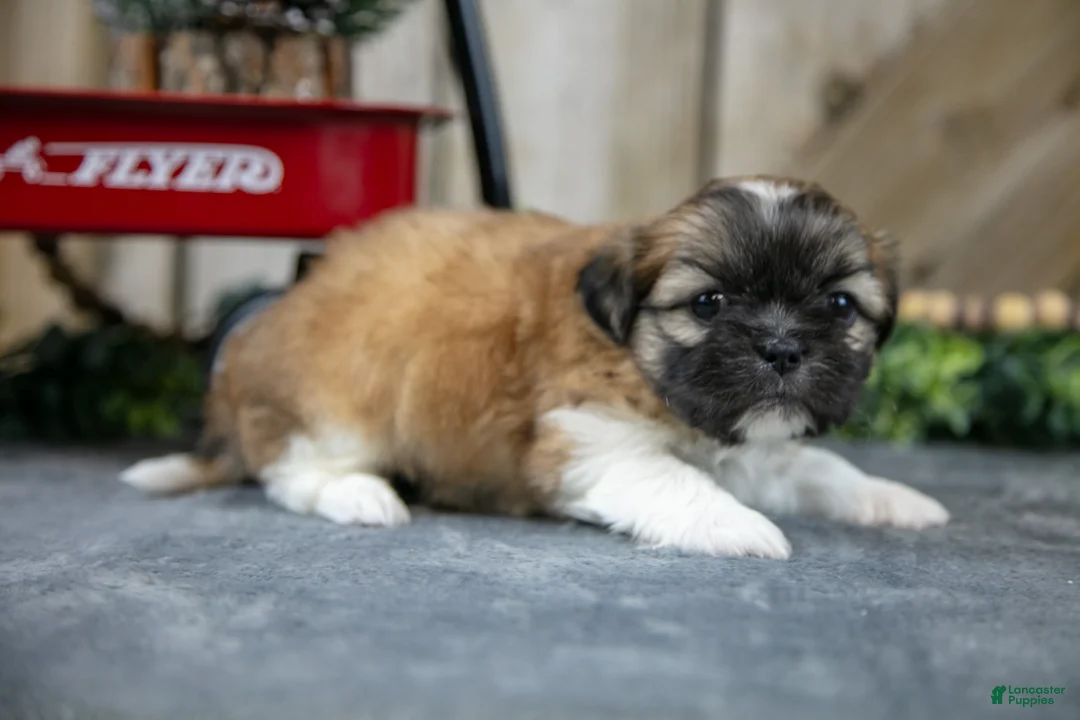 Shih Tzu dogs for sale: Ollie - Ad 3