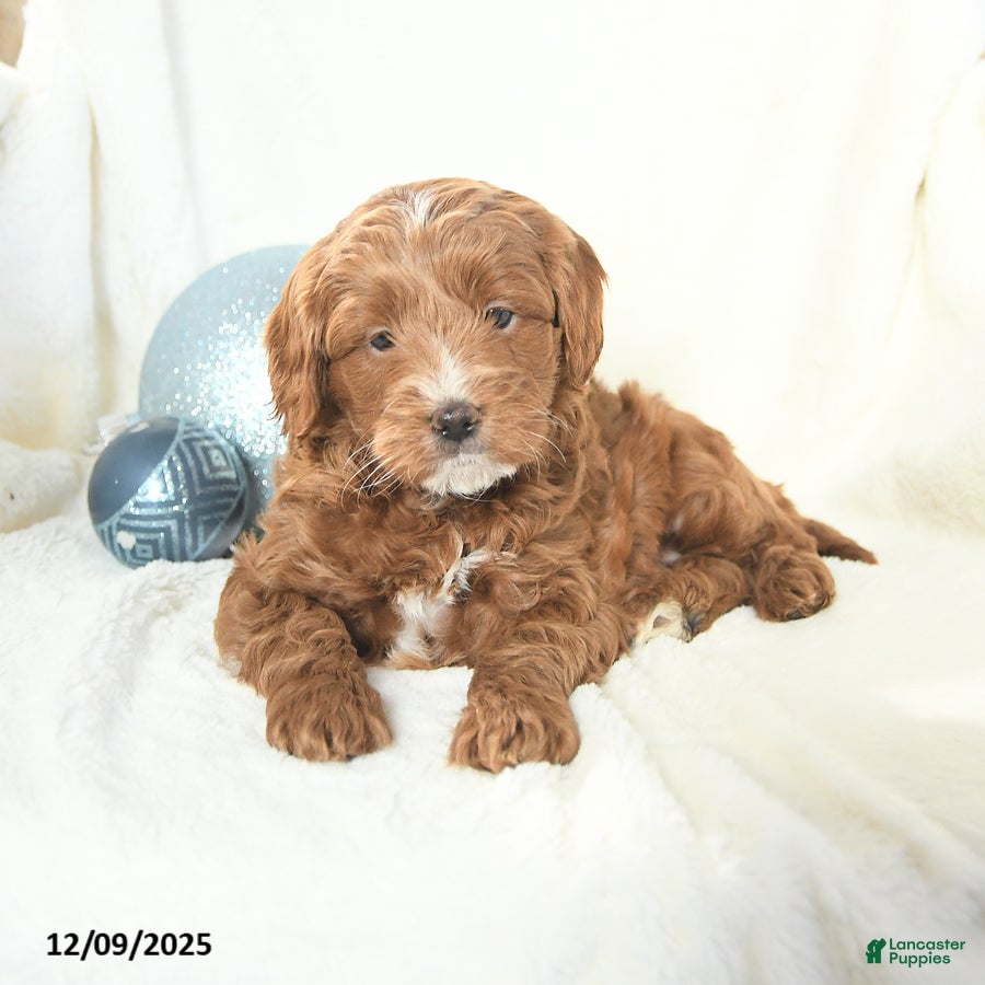 Cavapoo dogs Jenny - Ad 7